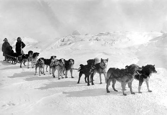 Beasts of Burden: Packing Animals of the Klondike
